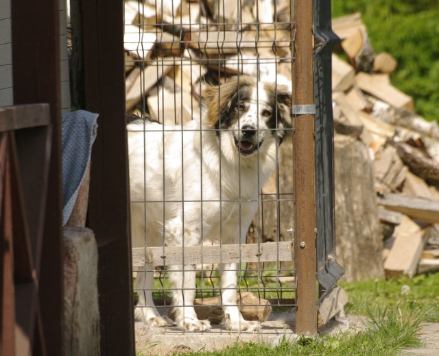 Kleine hond in dierenverblijf achter enkelstaafmat hekwerk met houten elementen en klimplanten